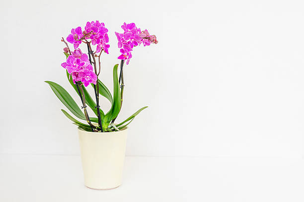 istock Purple orchid in a creamy flowerpot on a white background with text space 2206501000