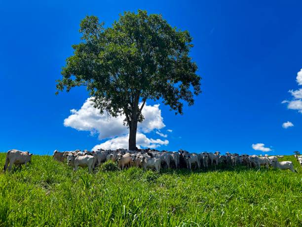 istock Herd of nellore bovine animals under shadow tree on high intensive grass system project. Livestock ranch 2206501031