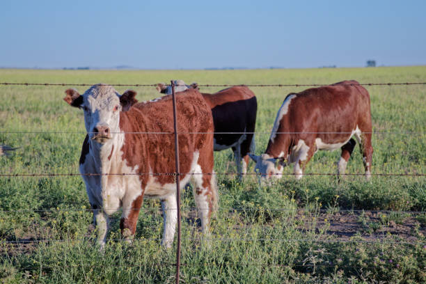 istock Hereford cattle grazing in green pasture behind barbed wire fence 2206501058