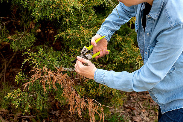 istock girl gardener pruning branches coniferous plant juniper with bright yellow-handled shears. Spring garden care, tree maintenance, and plant trimming concept. Close-up shot with natural outdoor backgro 2206501404