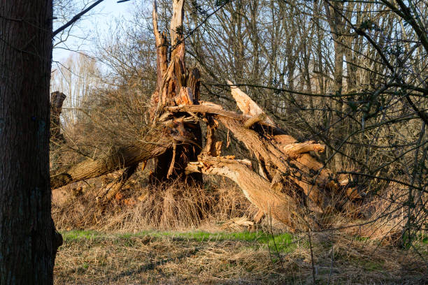 Photo of an old tree destroyed by storm and rot. Location Rivierenhof, 2100 Deurne Belgium