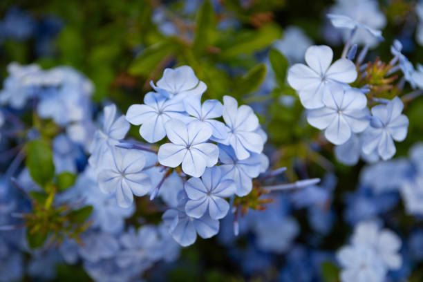 Plumbago auriculata (cape leadwort) plant flowers