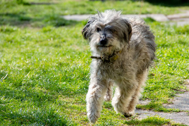 Dogs are the embodiment of unconditional love, joy, and companionship. With their wagging tails, bright eyes, and playful spirits, they bring happiness to every home. Whether big or small, fluffy or sleek, each dog has a unique personality that makes them special. Their loyalty is unmatched, always ready to offer comfort, excitement, or just a cuddle after a long day. From playful puppies full of energy to wise senior dogs who have spent years by our side, they fill our lives with laughter and warmth. A dog’s love is pure, their friendship unwavering, making them the perfect companions for a lifetime of cherished moments.