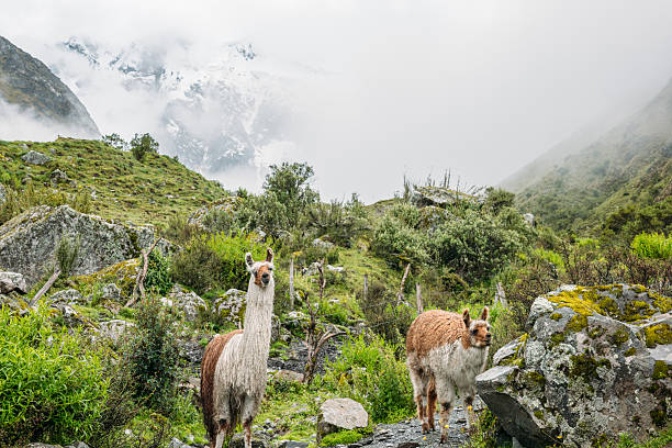istock Llamas Grazing on Misty Andean Trail 2206504788
