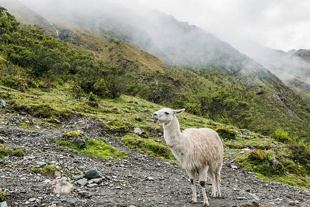 Llama (Lama glama) portrait, Machu Picchu, Cusco, Peru.