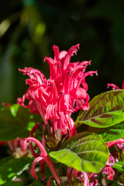 Justicia carnea (Brazilian plume, flamingo flower or jacobinia) flower close up