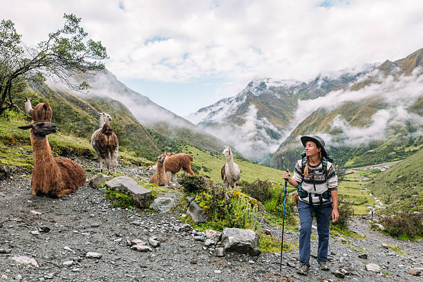 istock Female hiking in Peru, llamas beside her 2206504918