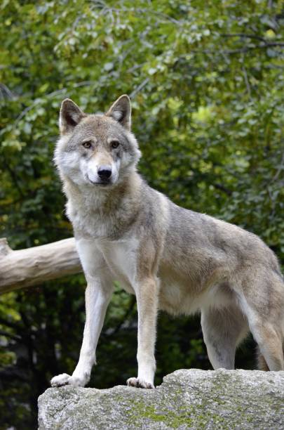 istock Wolf wildlife photography 2206505351