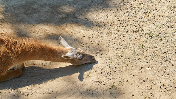 a guanaco, lama guanicoe lies on the ground in summer and relaxes