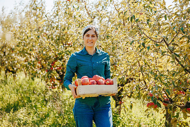 istock Harvesting fresh apples on a sunny day in the orchard filled with greenery 2206505807