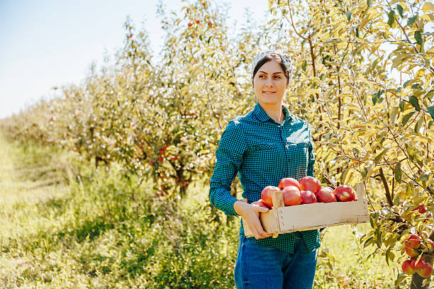 istock Picking fresh apples in an orchard during a sunny autumn day 2206505808