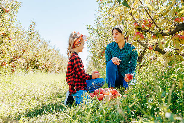 istock Picking apples together in an orchard on a sunny autumn day 2206505809