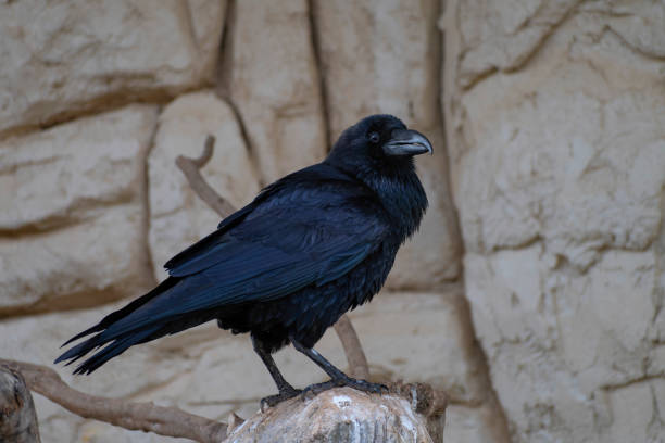 istock Common raven (Corvus corax) bird portrait 2206505854