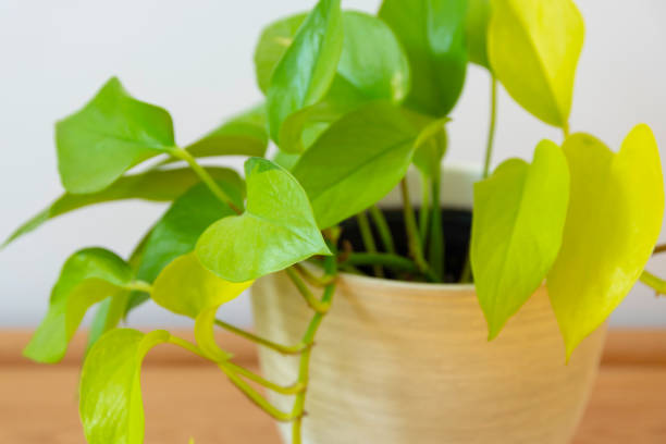 istock Neon pothos (Epipremnum aureum) plant in modern interior 2206506359