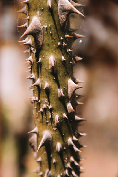istock Thorns on rose branch, isolated,. blurred background 2206506508