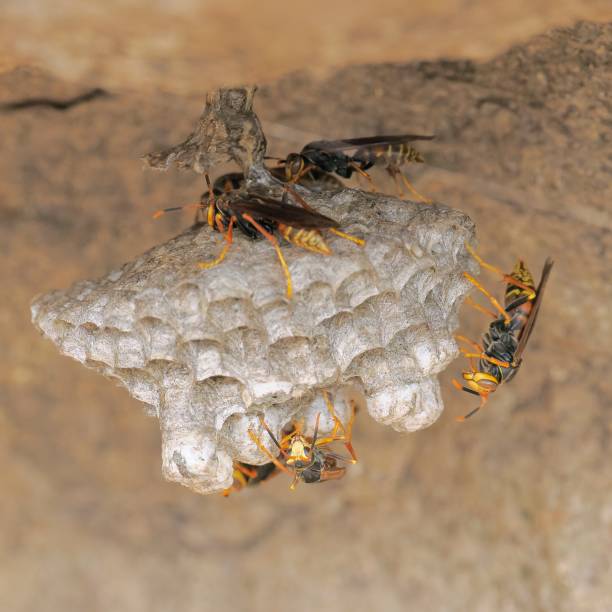 Several Buysson's Paper Wasps (Polistes buyssoni), an invasive species from North America in Chile, build and maintain brood cells in their paper nest built on the underside of a boulder in central Chile, near the capital Santiago.