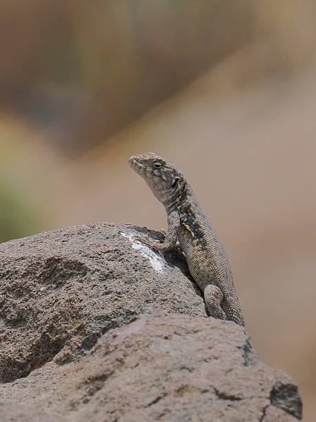 istock A San Francisco River Smooth-throated Lizard atop a rock 2206506967