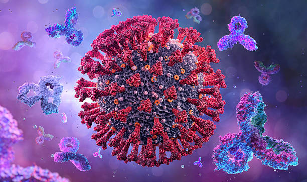 istock 3D model of virus and antibodies interaction. Microscopic view of viral structure with spike proteins and immune system response. 2206508580