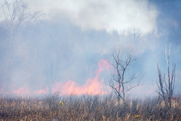 Flames smoke emerge from wood pile in forest as part of controlled burn for land management.