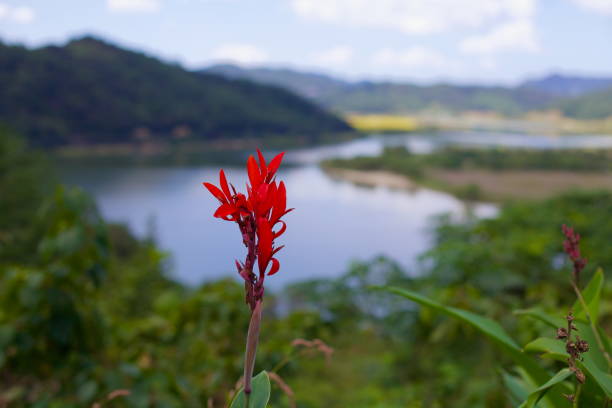 Wildflower are blooming by the lake.