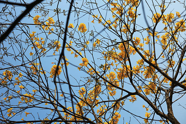 ribeira do pombal, bahia, brazil - october 25, 2024: view of flowering trees known as Ipe Amarelo - Handroanthus impetiginosus.
