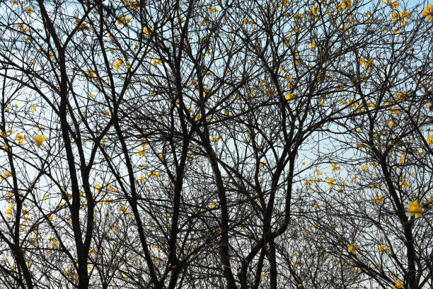 istock Yellow campanula flower in a park 2206513540