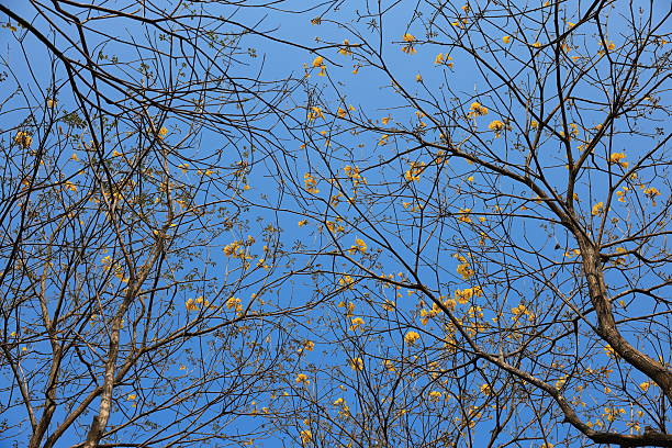 Spring yellow Forsythia europaea blossom in sun rays