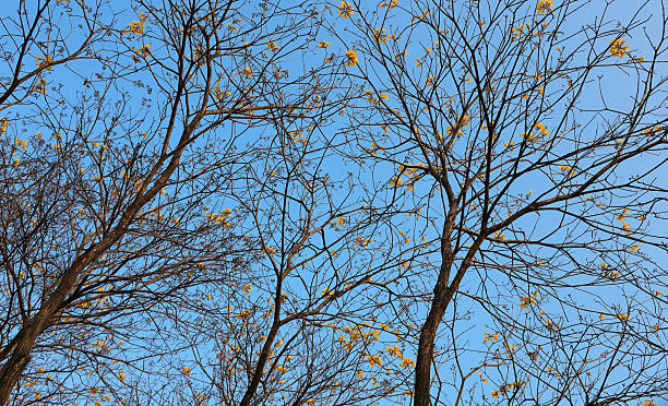 Spring yellow Forsythia europaea blossom in sun rays