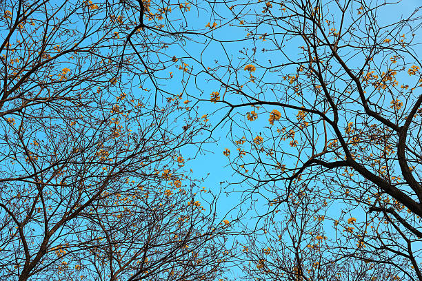 Spring yellow Forsythia europaea blossom in sun rays