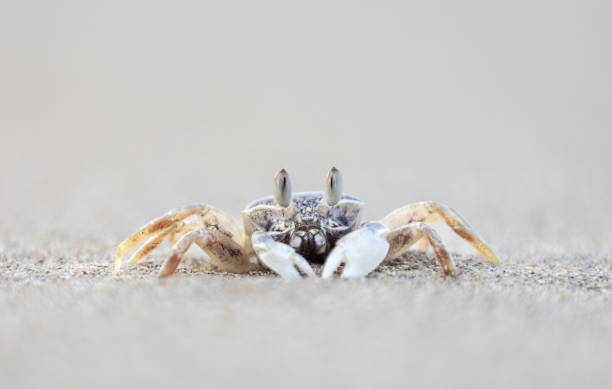 A little Jamaican sand crab