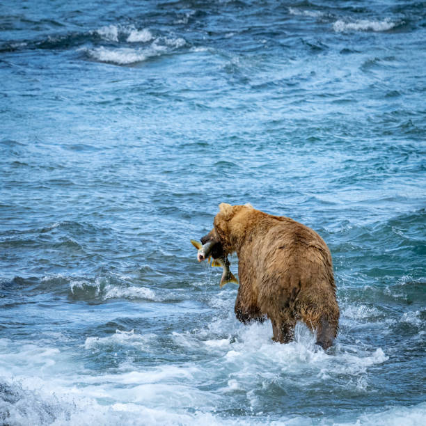 Delicious salmon on an Alaskan Brown Bears mouth