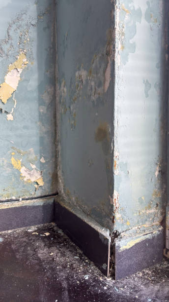 istock Mold Growth on Apartment Wall – Close-Up View 2206516754