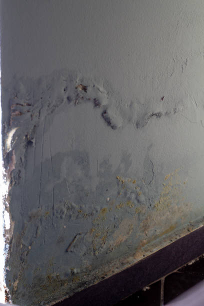 istock Mold Growth on Apartment Wall – Close-Up View 2206517123