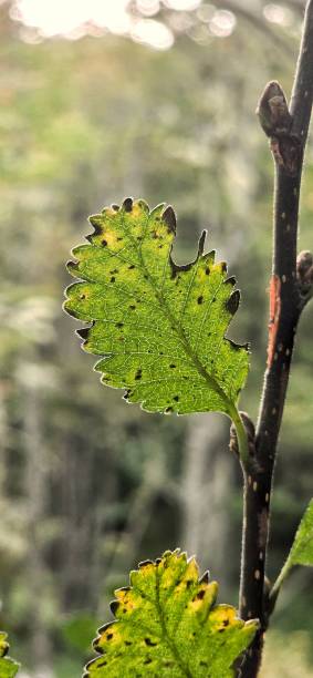 istock photos of leaves 2206518067