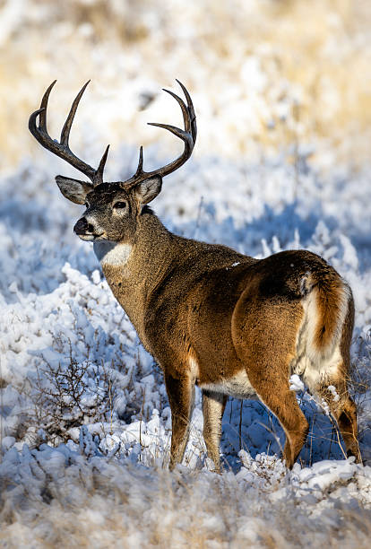 istock White tail deer rutting in beautiful light and fresh snow 2206518316