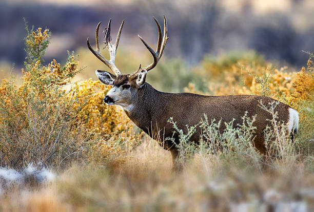 istock Mule deer in heavy cover on the Colorado plains 2206518420