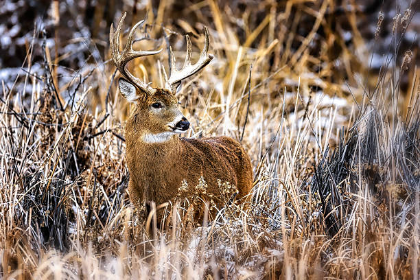 istock White tailed deer in reeds on a snowy day 2206518447
