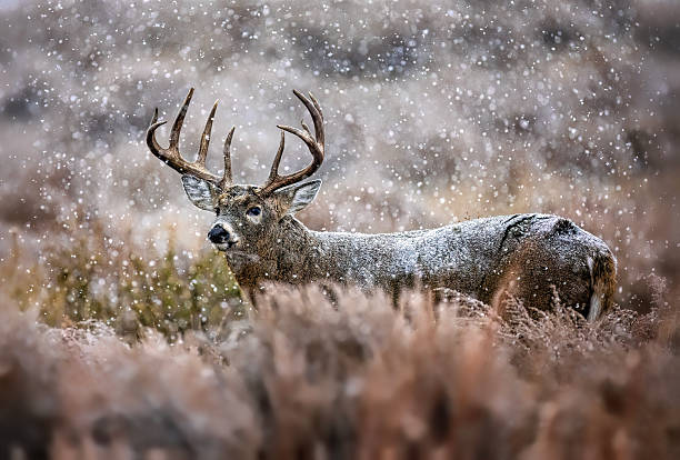 istock White tail deer on a snowy day with snow falling 2206518722