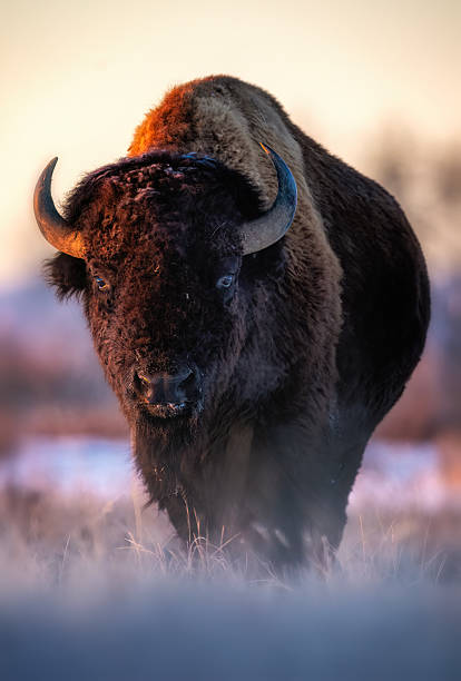 istock American Bison bull early morning light 2206518905