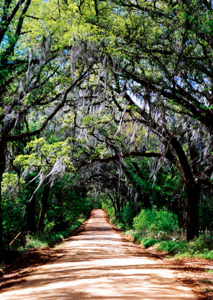 istock OLD ST. AUGUSTINE ROAD TALLAHASSEE FLORIDA 2206520336