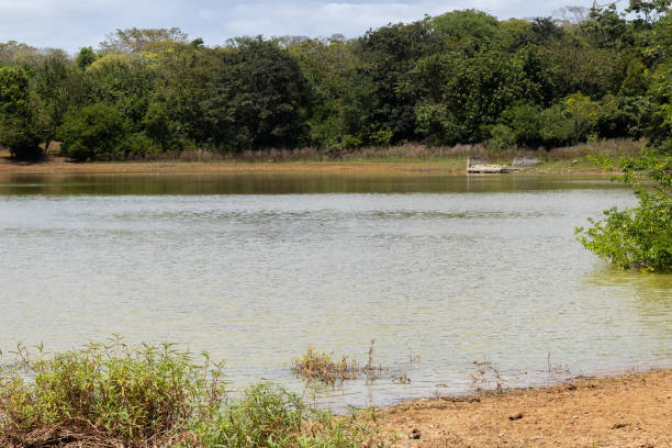 istock A tropical wetland on a Caribbean island 2206520851
