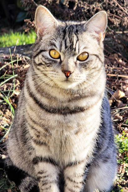 Cat in the garden.
