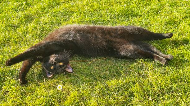Black cat in the garden.