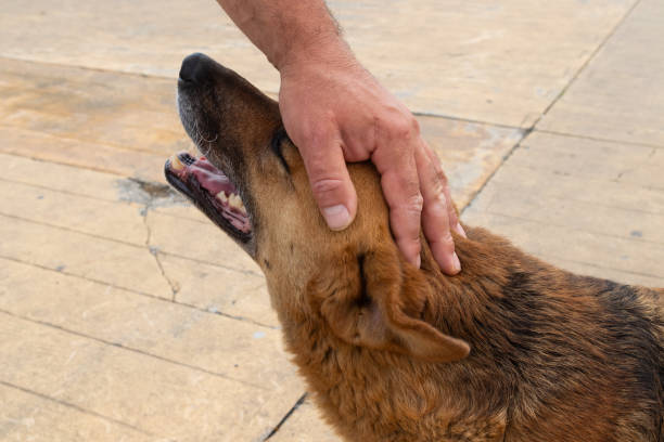 istock A man gently strokes a large dog on the head 2206523366