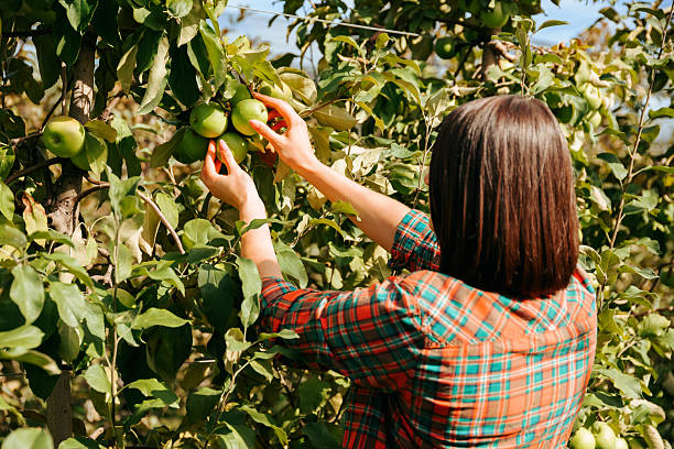 istock Picking fresh apples in a lush orchard on a sunny autumn day 2206523487