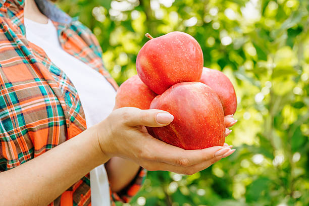 istock Hands holding freshly harvested red apples in a garden setting 2206523503