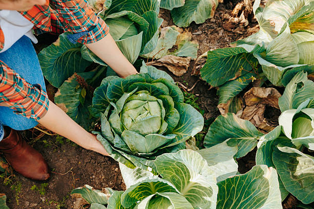 istock Harvesting fresh cabbage in a lush vegetable garden on a sunny day 2206523535