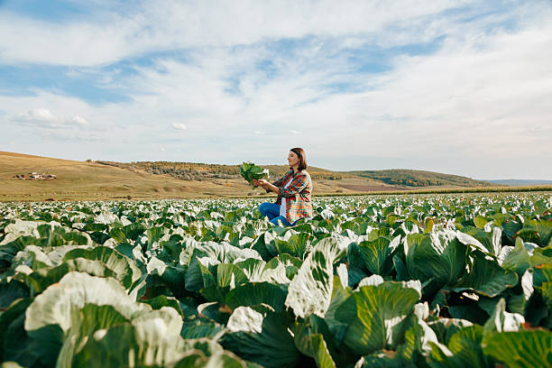 A woman sits in a lush green cabbage field, carefully picking fresh cabbage heads. The landscape features rolling hills and a bright blue sky with scattered clouds.
