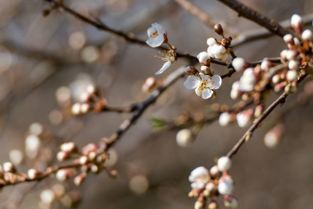 istock A branch with white flowers on it 2206525269