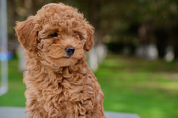 istock Cute brown poodle puppy outside 2206528942